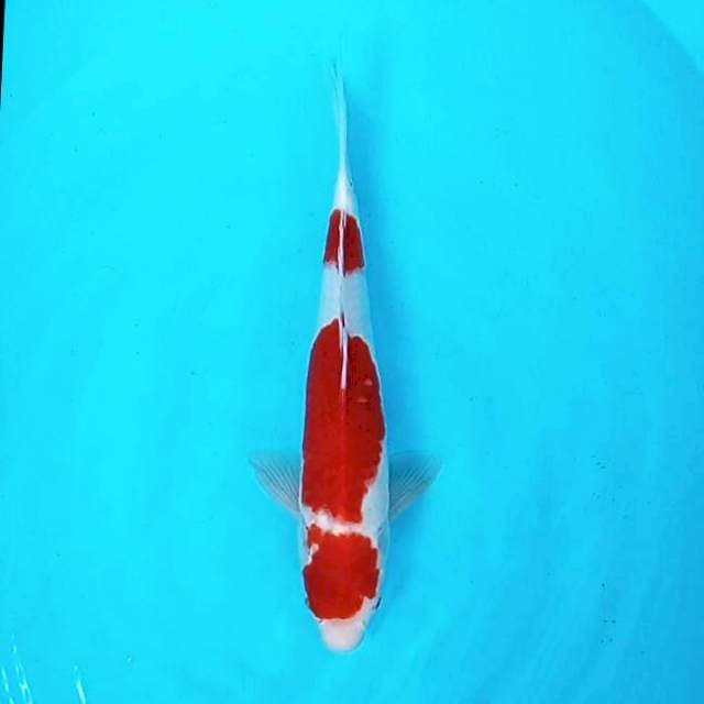 3. Maruten Kohaku || 33 cm