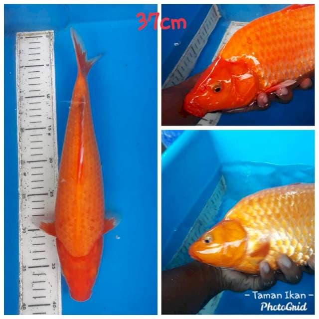Akahajiro Jumbo Punuk 37cm