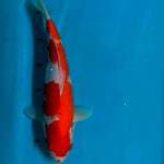 Kohaku 34cm