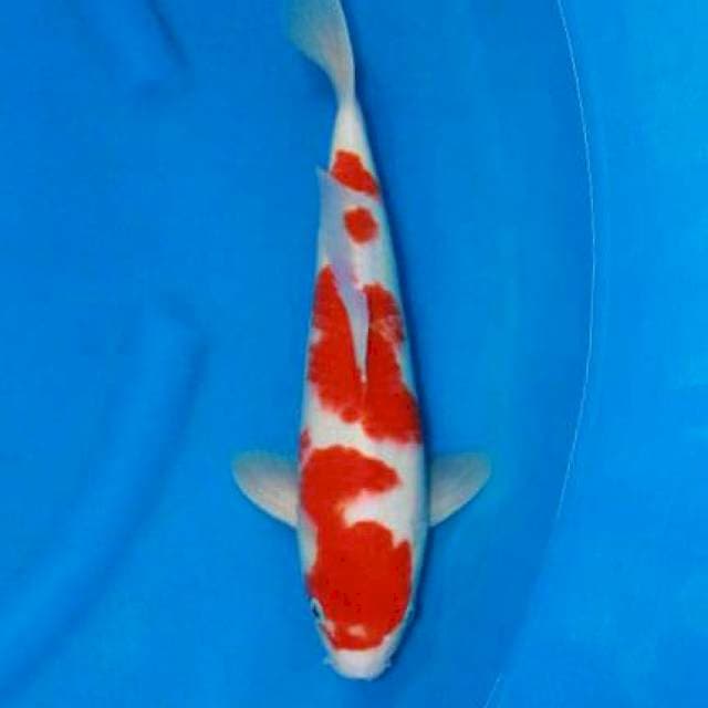 Kohaku red , good skin 38cm male