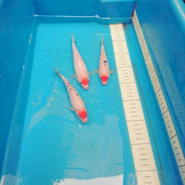 Trio mini Tancho