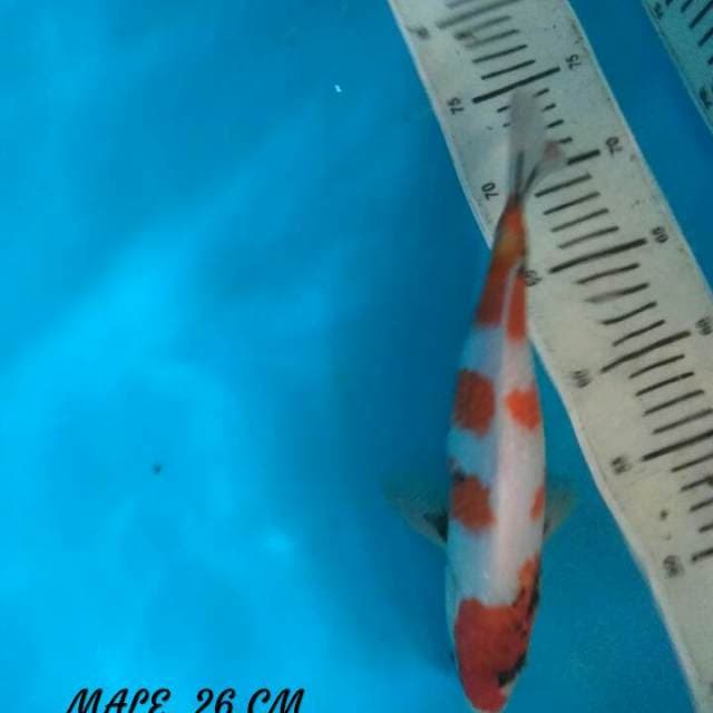 SHOWA MALE, 26 CM