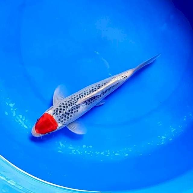 Tc Goshiki 24 cm
