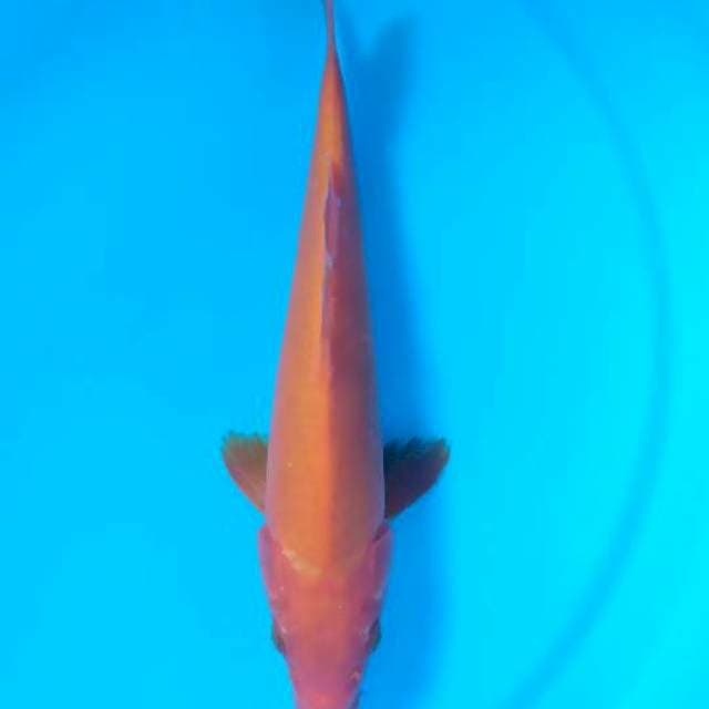 benigoi 26