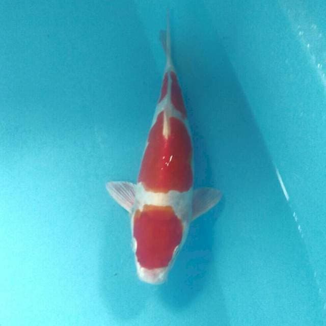 Kikushui, male 29 cm