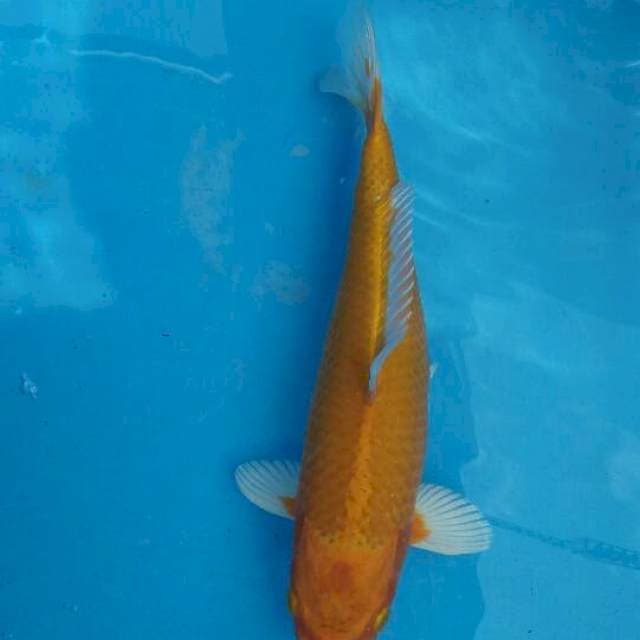 yamabuki ogon