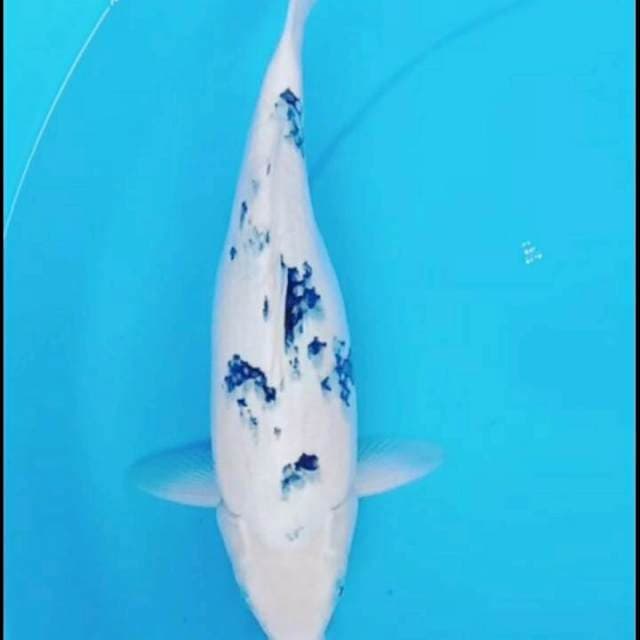 33cm BEKKO