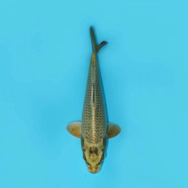 MUKASHI 26 CM MALE