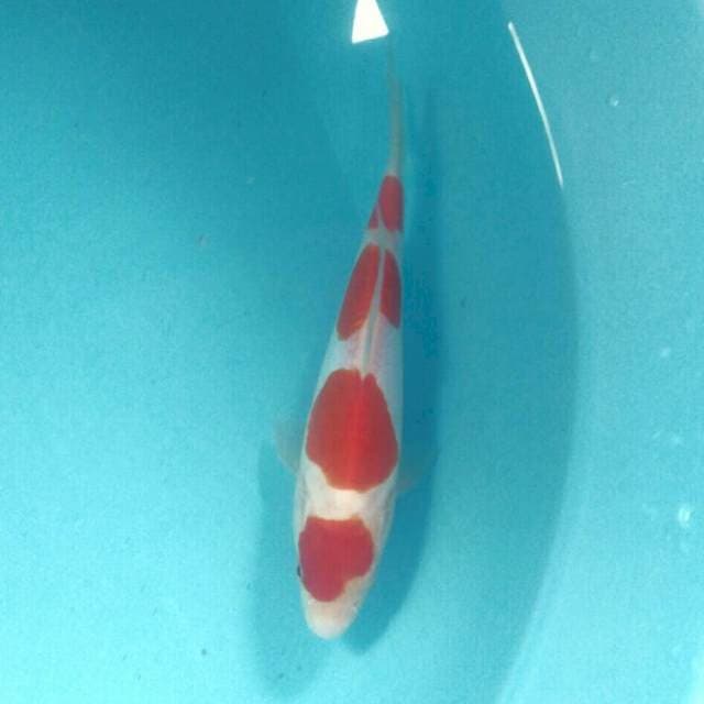 Baby Kohaku Doitsu Murni, 20 cm