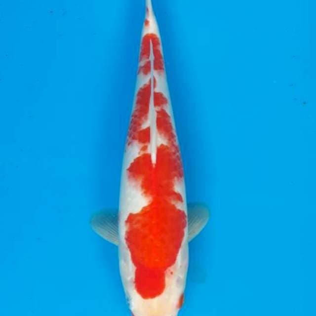 Kohaku Betina 30cm