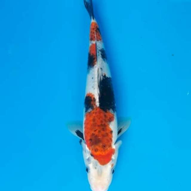 Showa Goromo 32cm