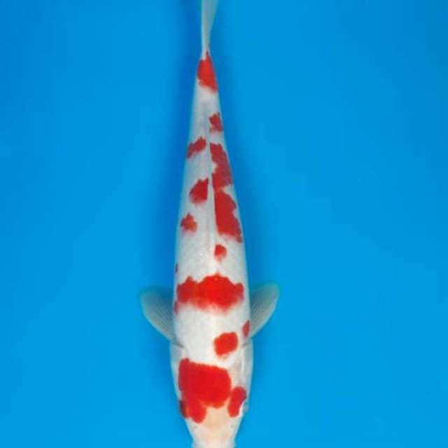 Kohaku Sakura Jantan 29cm