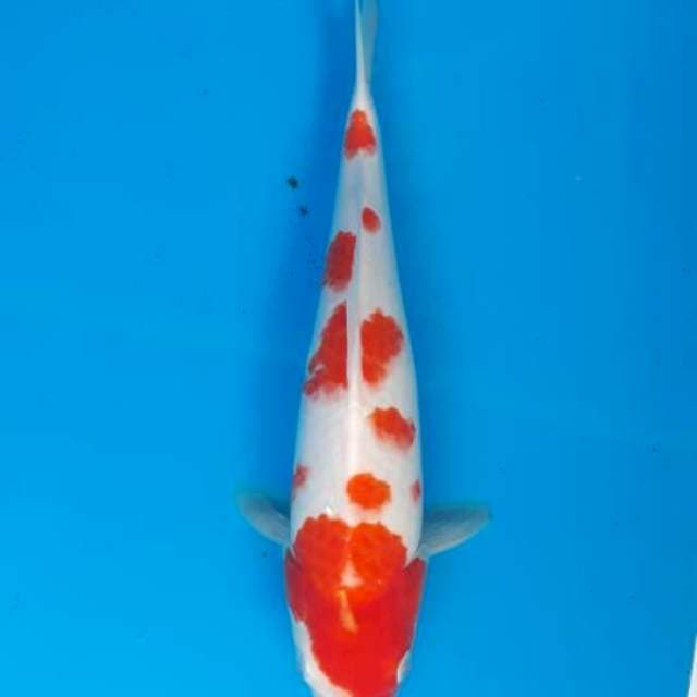 Kohaku Female 30cm
