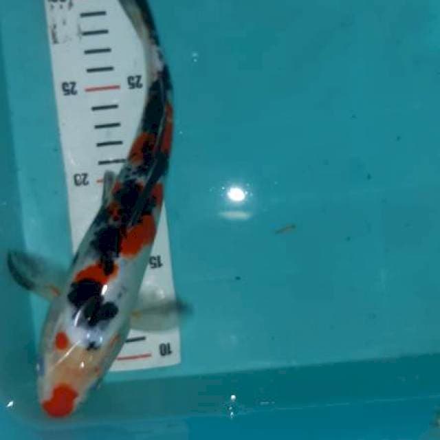 Kucibeni showa