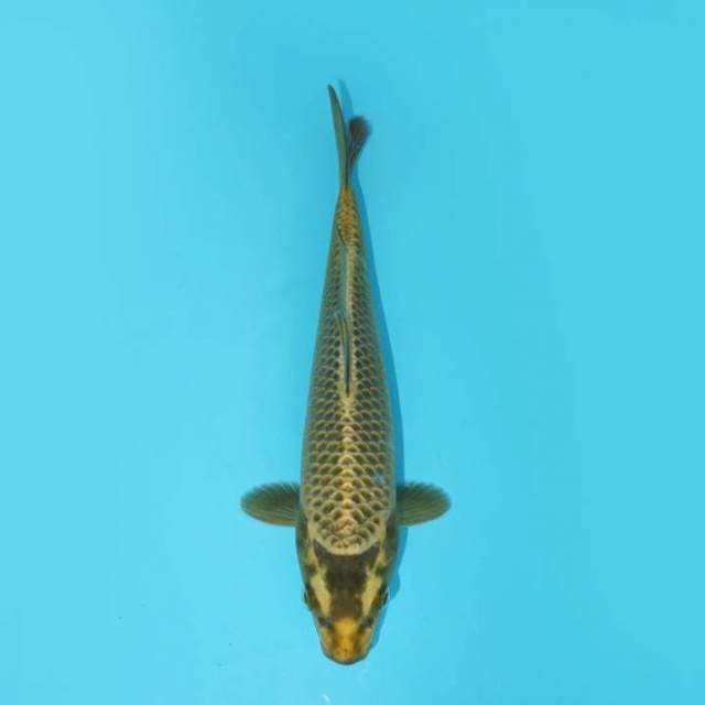 MUKASHI 24 CM MALE