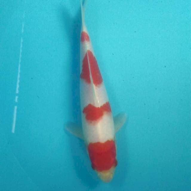 Kohaku, 25 cm