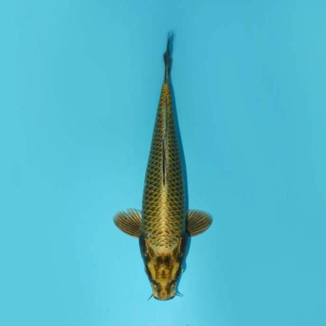 MUKASHI BROWN 23 CM MALE