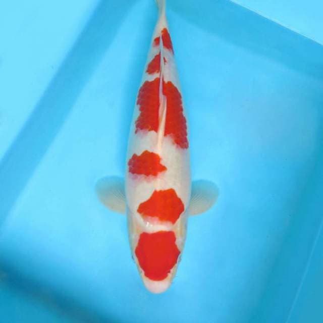 IZUMO ONE ~ Kohaku spc
