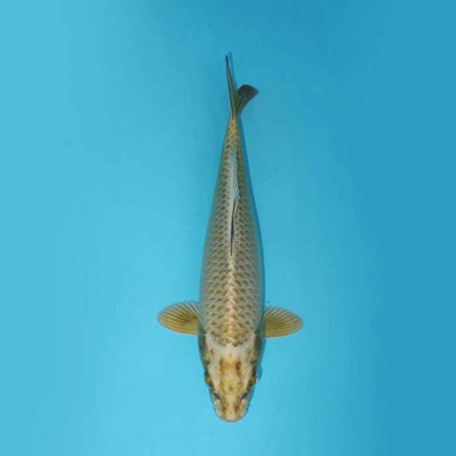 MUKASHI 27 CM FEMALE