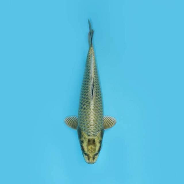MUKASHI 27 CM FEMALE
