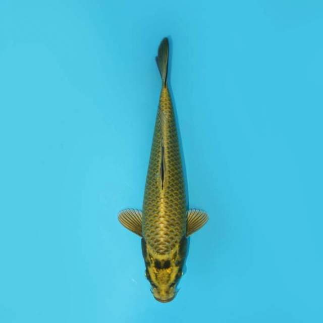 MUKASHI 27 CM FEMALE