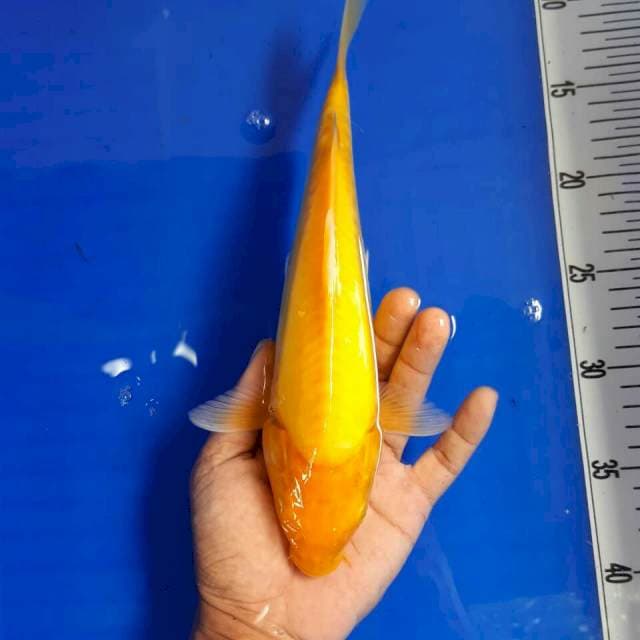 Karasi doit mata merah size 26 cm