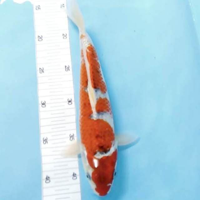 Gosiki red 30 bu