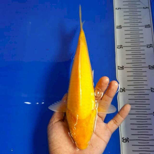 Karasi mata merah size 26 cm