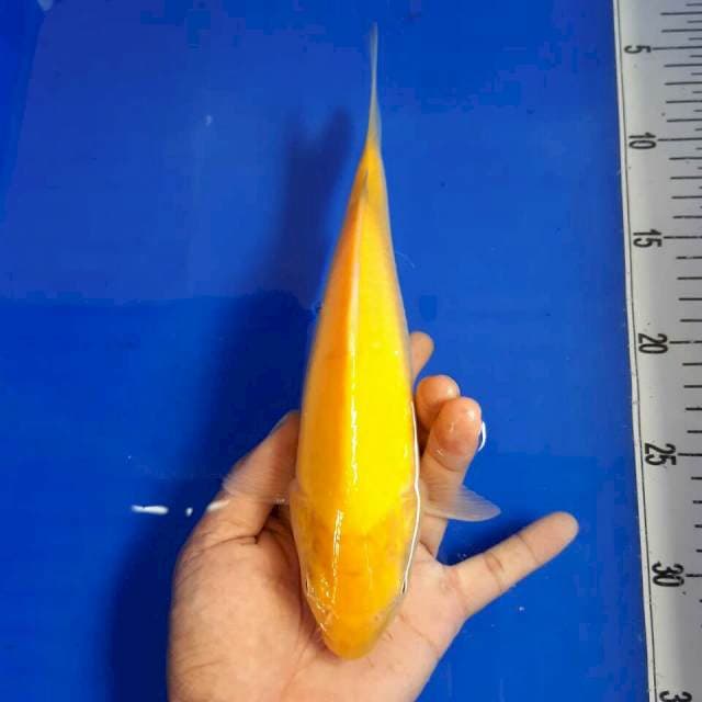 Karasi mata merah size 25 cm