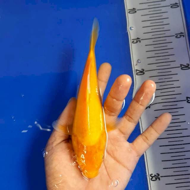 Karasi mata merah size 20 cm