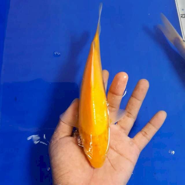Karasi mata merah size 15 cm
