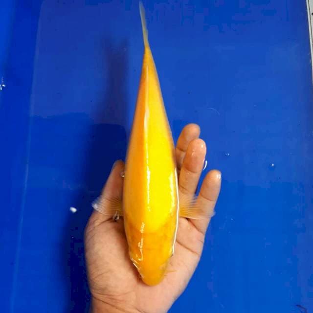 Karasi mata merah size 20 cm