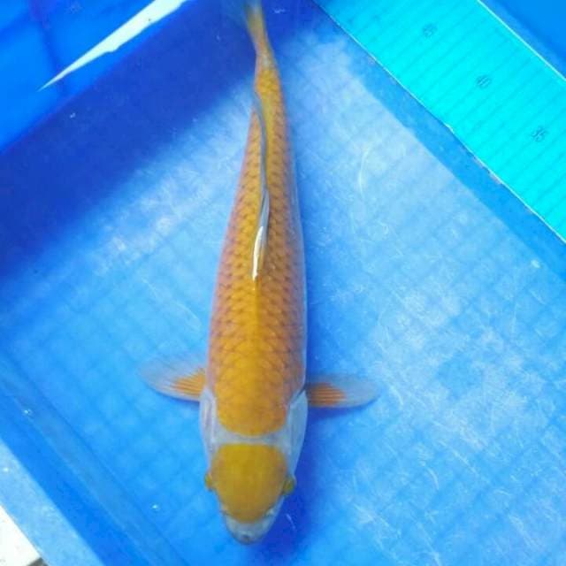 SIGURE MAROTEN 35cm