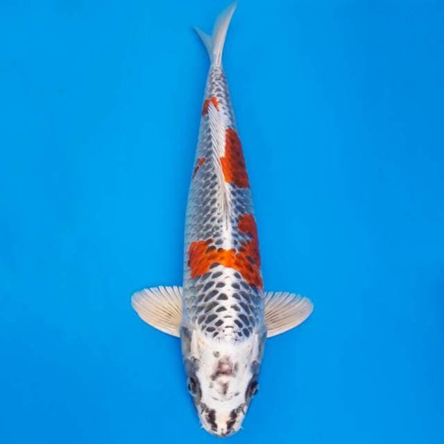 Genjiro kujaku 41cm non-serti