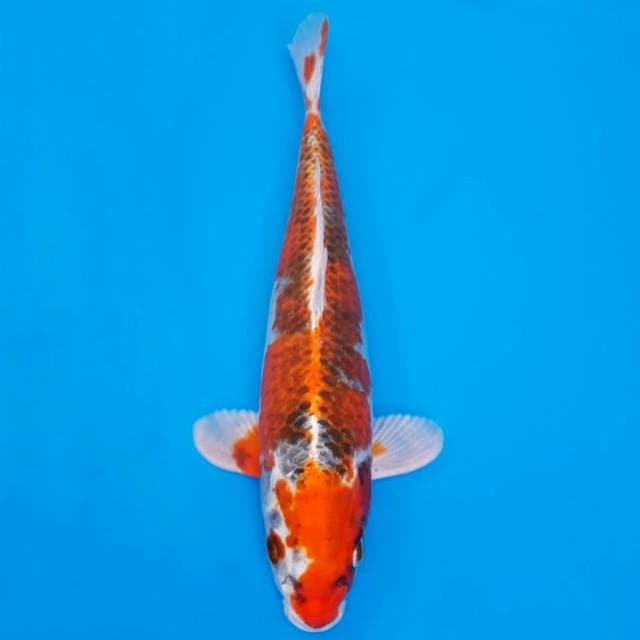 Genjiro kujaku 35cm non-serti