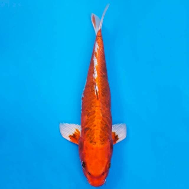 Genjiro doitsu kujaku 40cm non-serti
