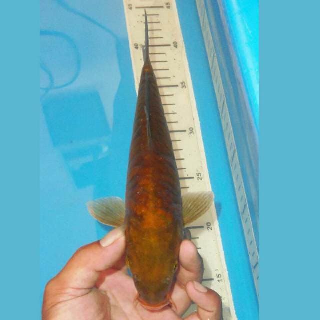 ARAGOKE CHAGOI TEMBAGA