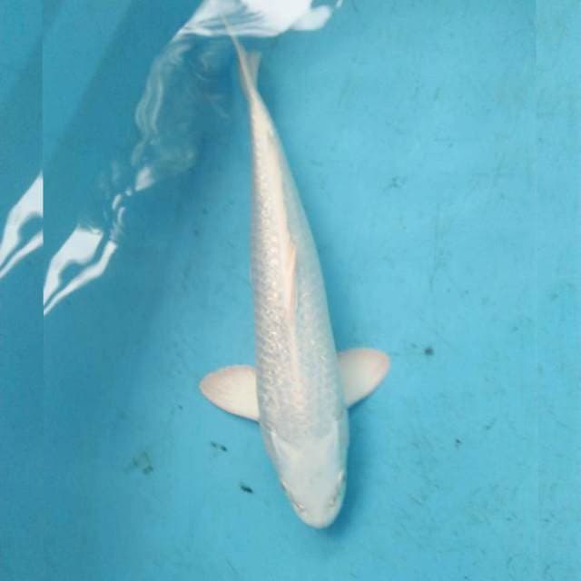 Platinum 35cm
