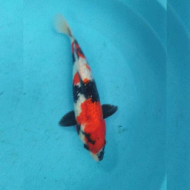 Showa ginrin 30cm