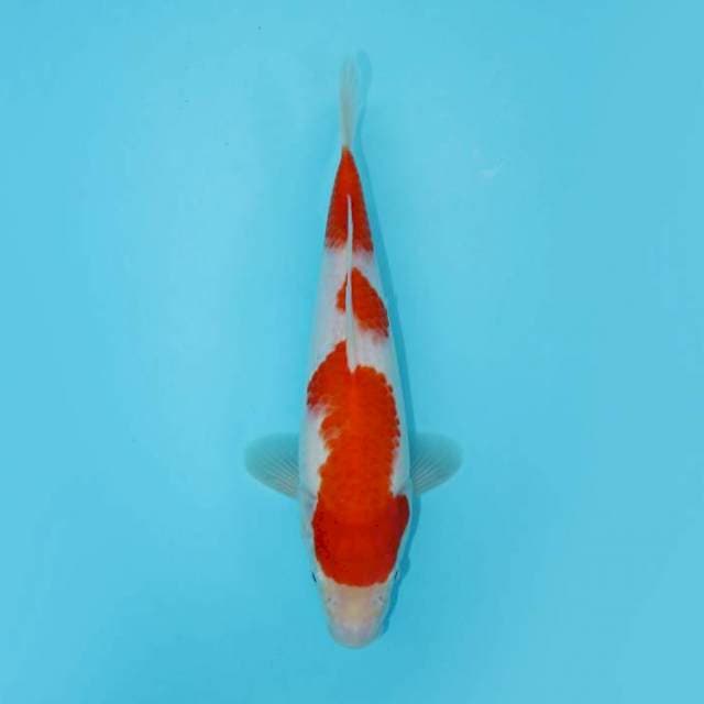 KOHAKU SANDAN HALUS 24 CM FEMALE
