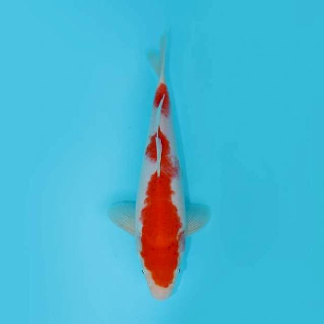 KOHAKU INAZUMA 24 CM MALE