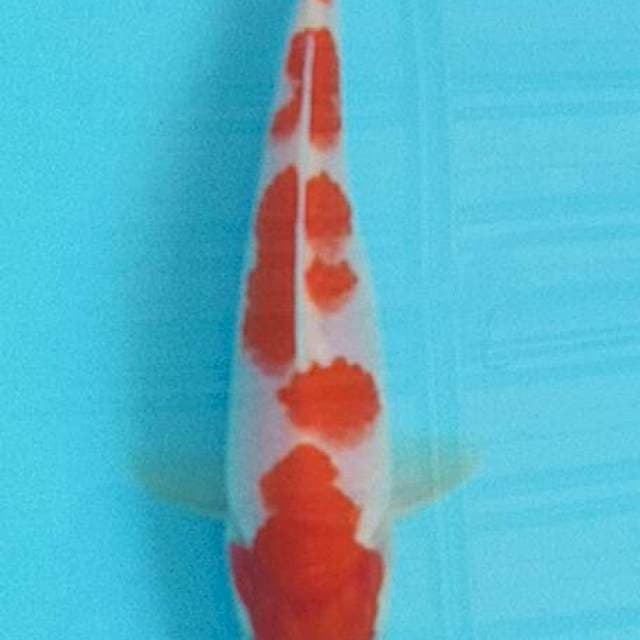Kohaku Sakura Original 15BU