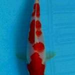 Kohaku Sakura Original 15BU