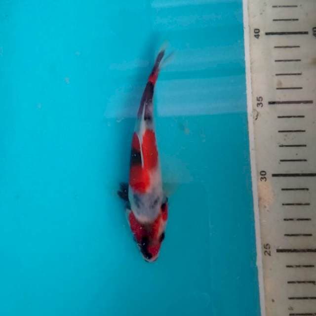 Showa imut,..., 15 cm
