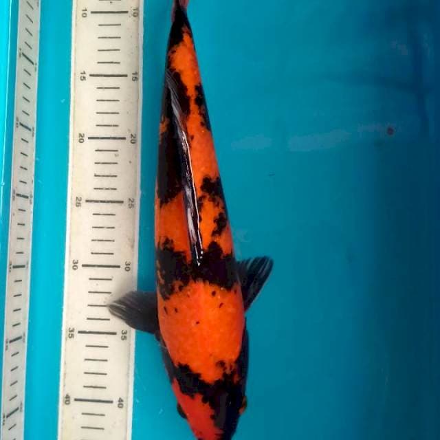 Hi Utsuri..., 36 cm