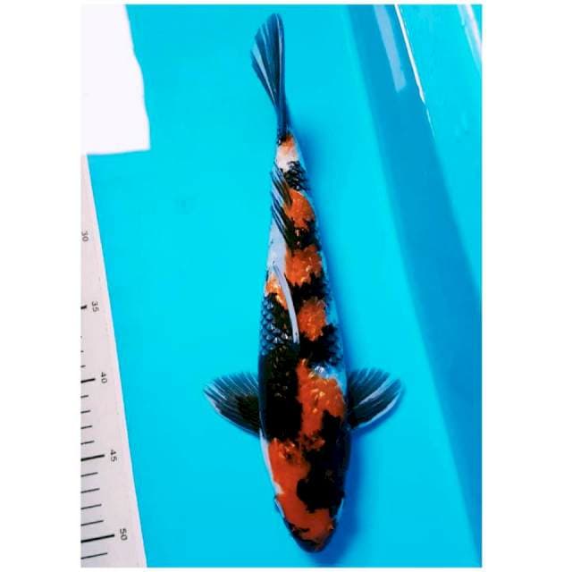SHOWA GINRIN 34cm JANTAN