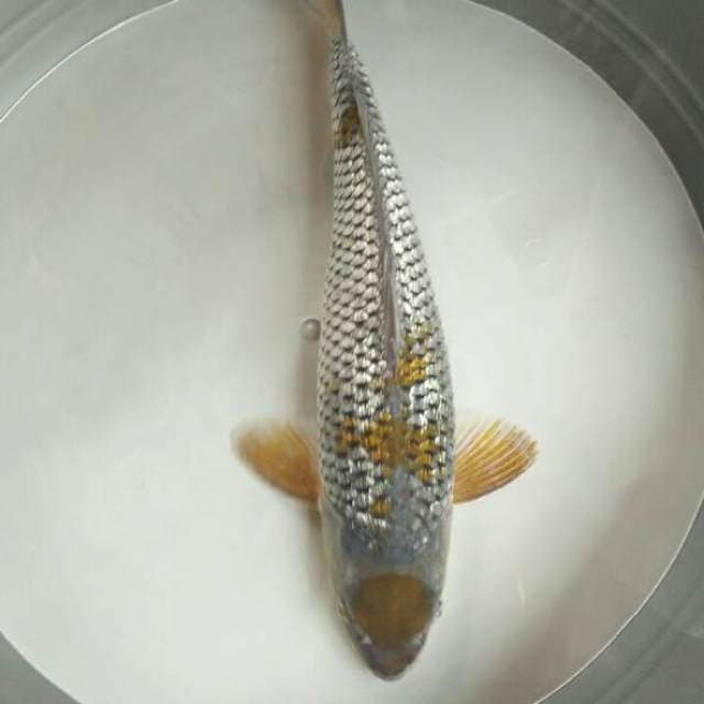 Ginrin Male 35cm