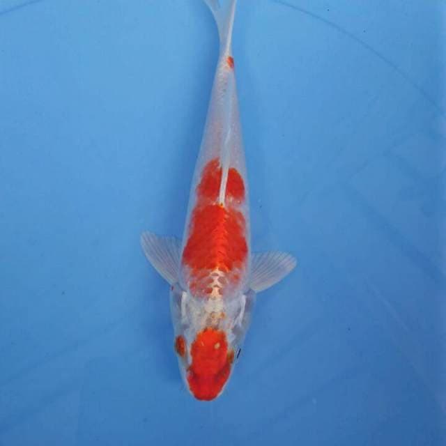 MKA3 - kohaku hikari 19