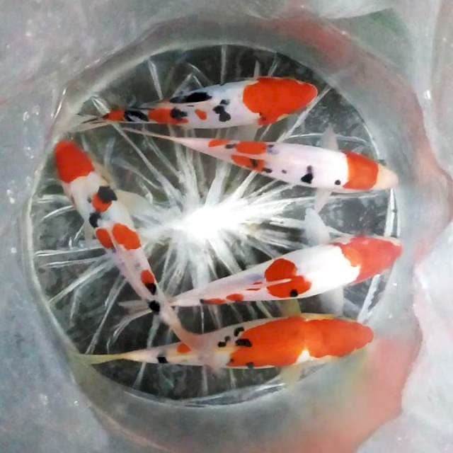 ( 5 ekor ) Doitsu Sanke ±25cm