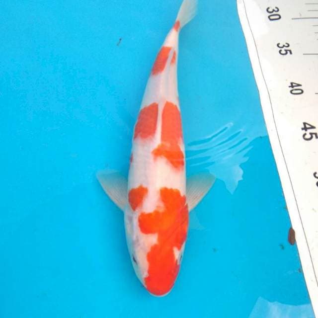 KOHAKU 32cm